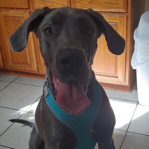 Meet your Posher, Lorie - Picture 1 of 1